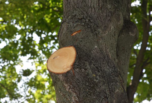 Limb Cutting in Grand Forks