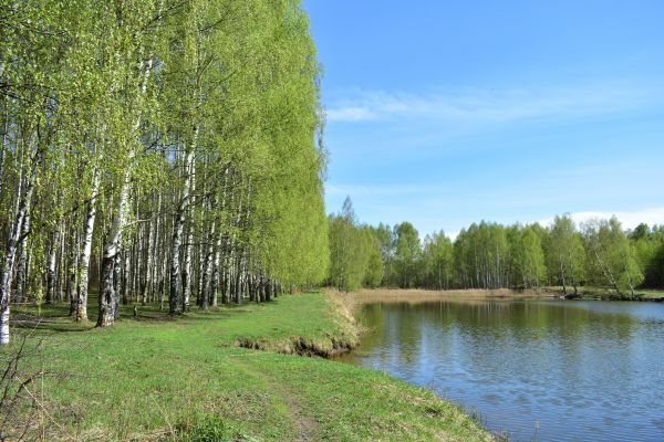 River Birch Pruning in Grand Forks