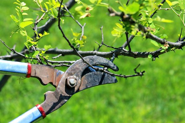 Branches Pruning in Grand Forks
