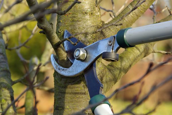 Tree Limb Trimming Service in Grand Forks