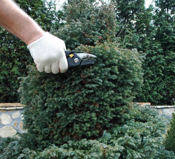 Ornamental Tree Trimming in Grand Forks