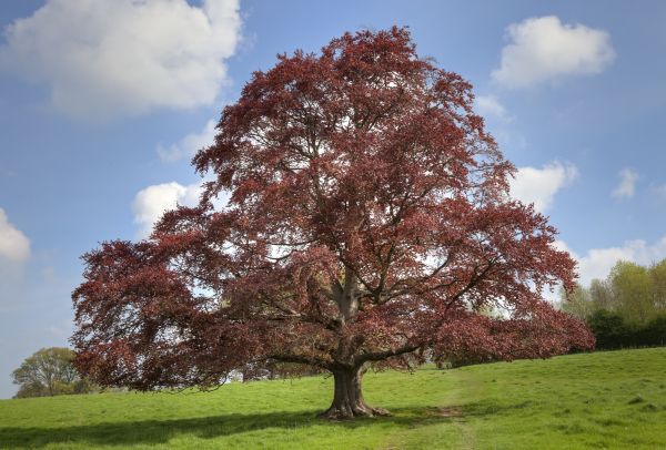 Beech Tree Pruning in Grand Forks