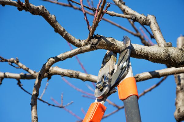 Tree Pruning in Grand Forks