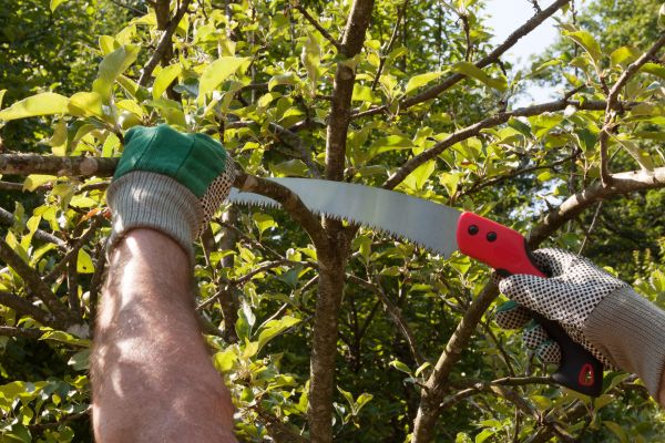 Apple Tree Trimming in Grand Forks